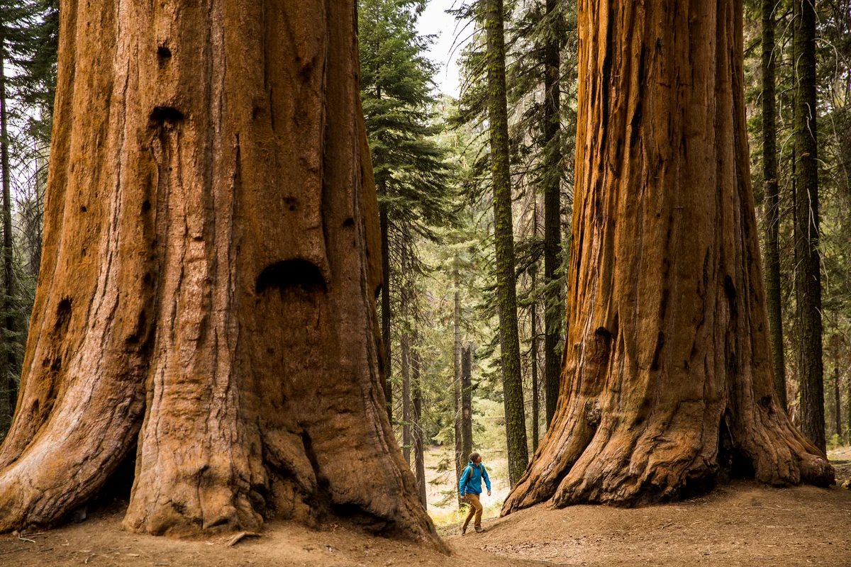 Great Britain’s Sequoias Outnumber California’s 6-1: A Surprising Tale of Transcontinental Giants