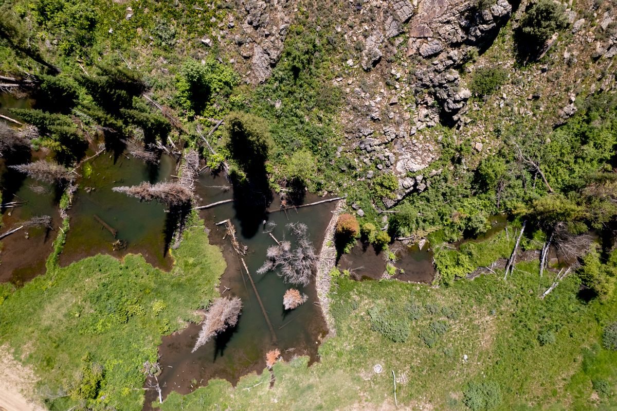 Idaho’s Parachuting Beavers Build Forest Resilience: A Unique Conservation Story